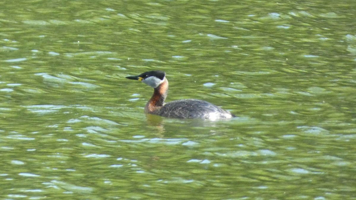 Red-necked Grebe - ML620551735