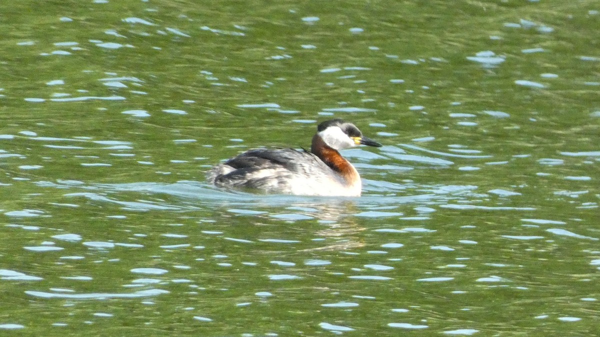 Red-necked Grebe - ML620551736