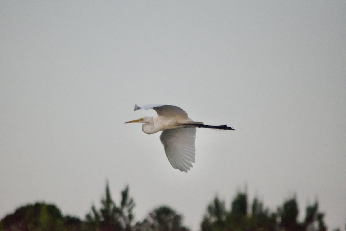 Great Egret - ML620551739