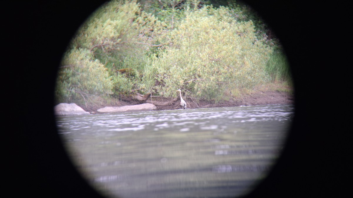 Great Blue Heron - david featherbird