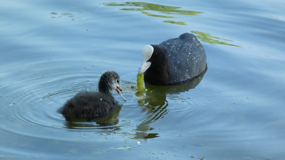 Eurasian Coot - Malini Kaushik