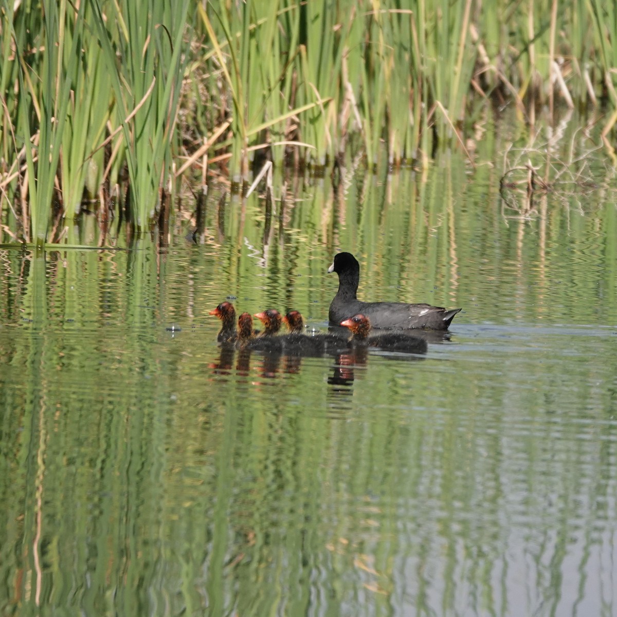 American Coot - ML620551755