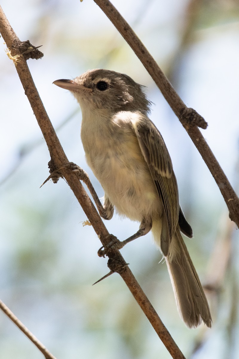 Braunaugenvireo - ML620551759