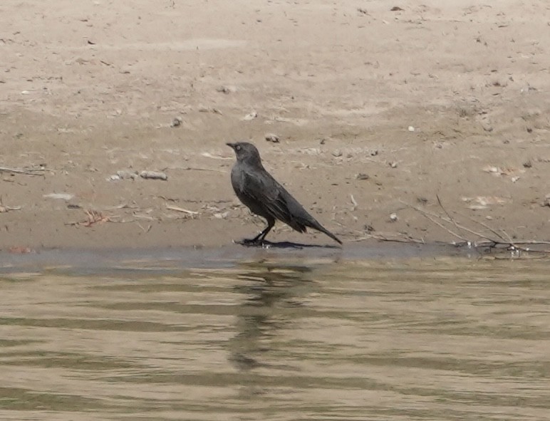 Rusty Blackbird - ML620551765