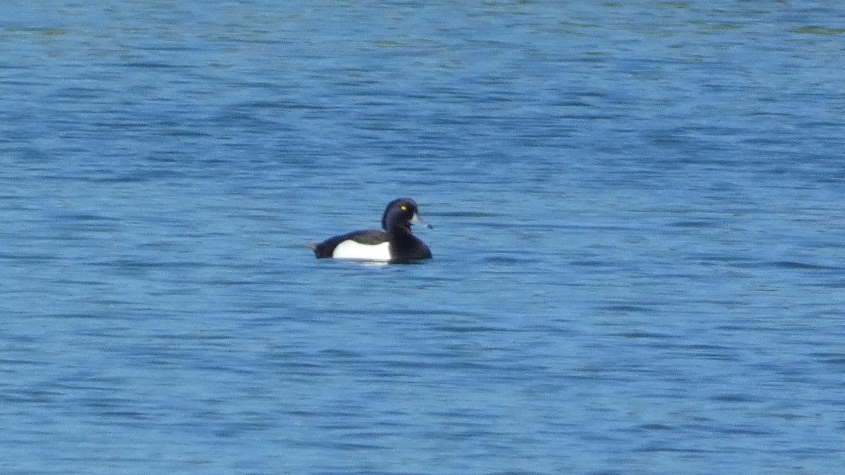 Tufted Duck - ML620551769