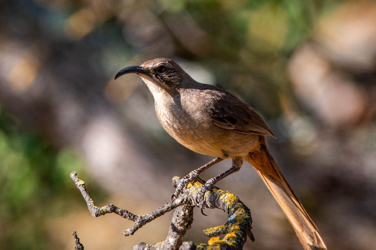 California Thrasher - ML620551770