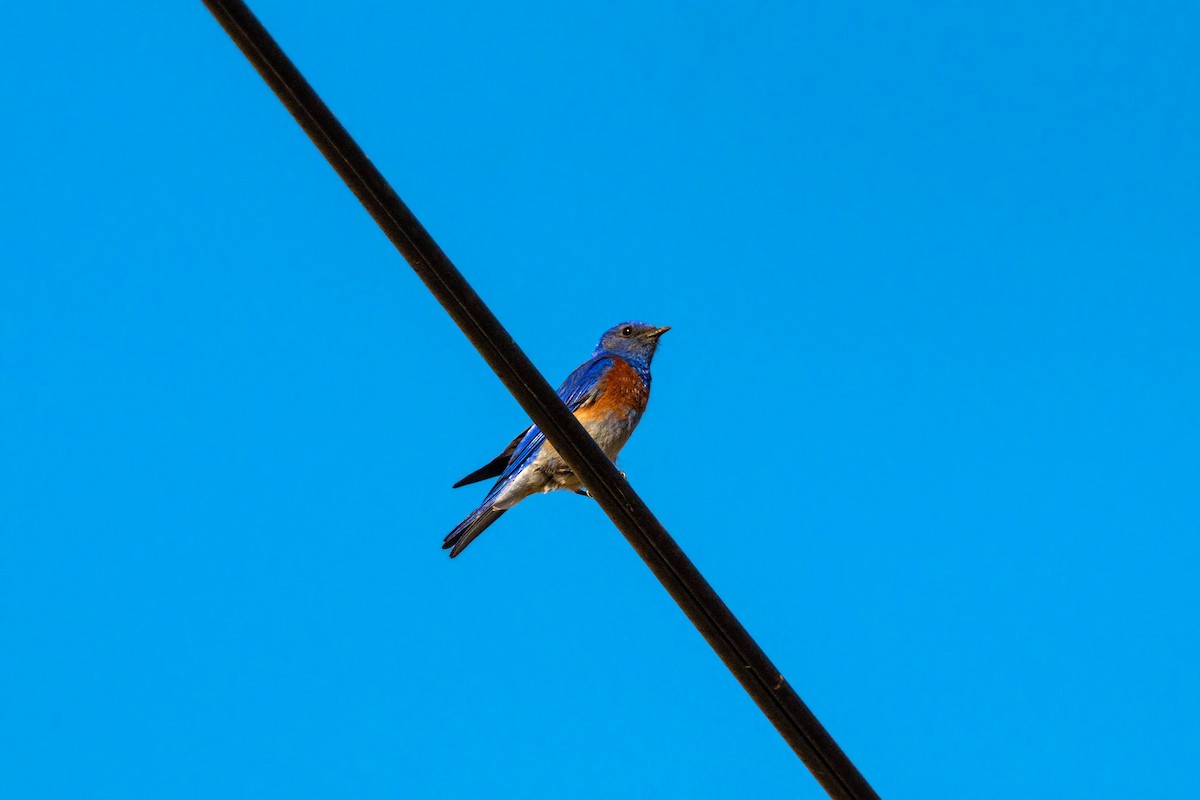 Western Bluebird - ML620551778