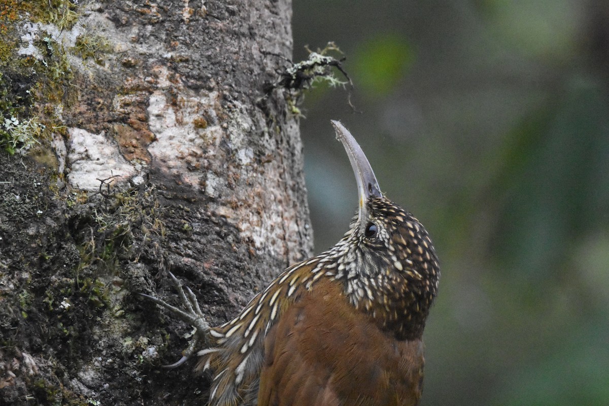 Olive-backed Woodcreeper - ML620551780