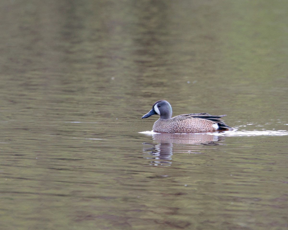 Blue-winged Teal - ML620551789