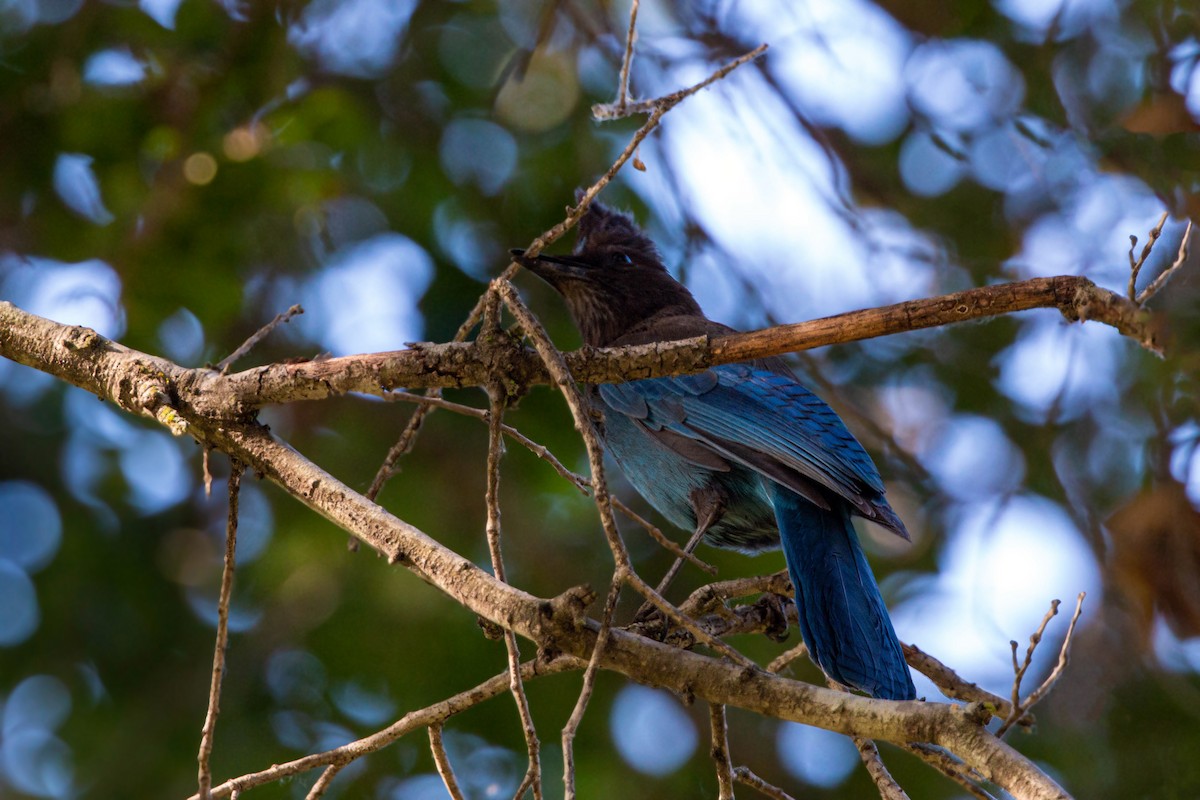 Steller's Jay - William Clark