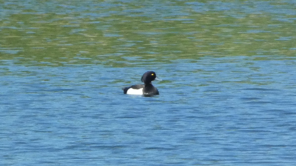 Tufted Duck - ML620551801