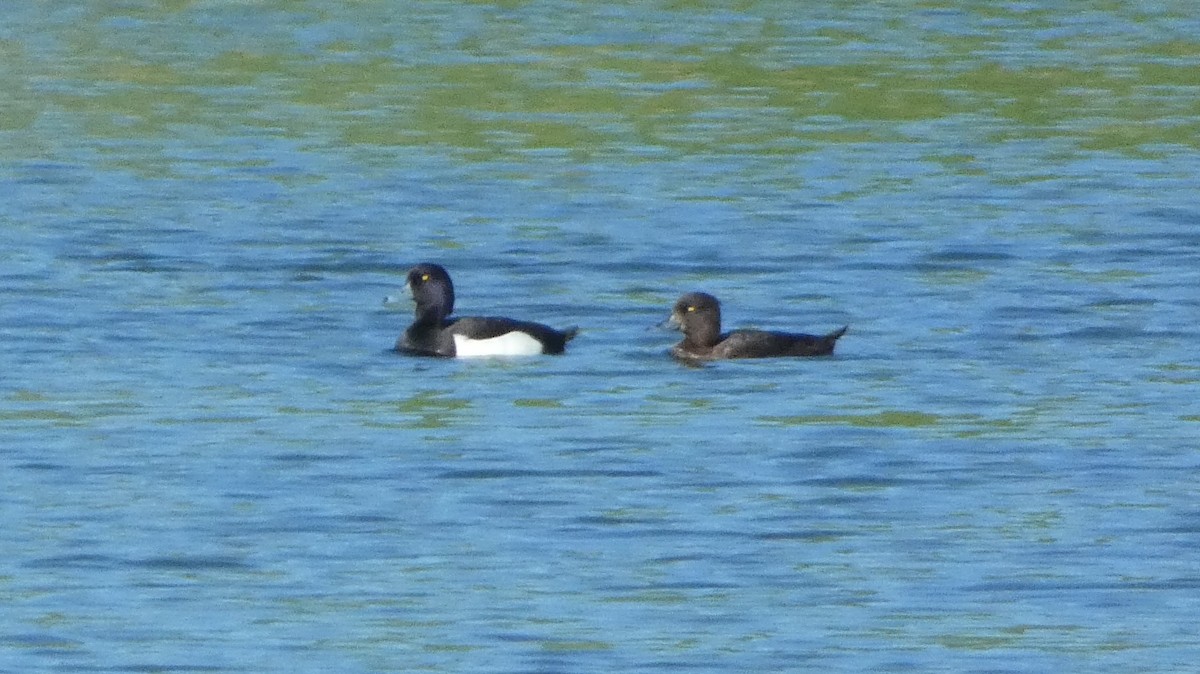 Tufted Duck - ML620551802