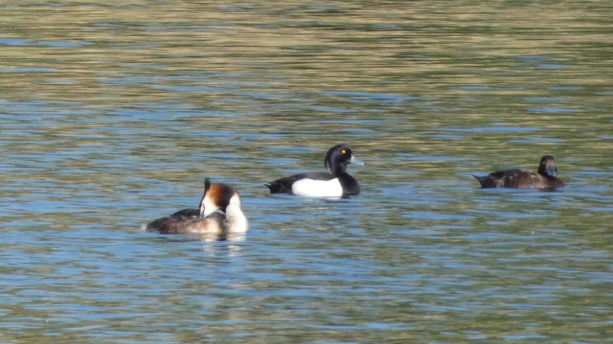 Tufted Duck - ML620551803