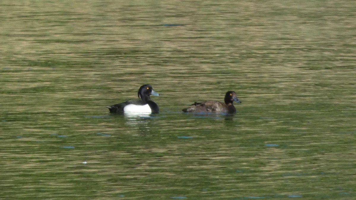 Tufted Duck - ML620551804