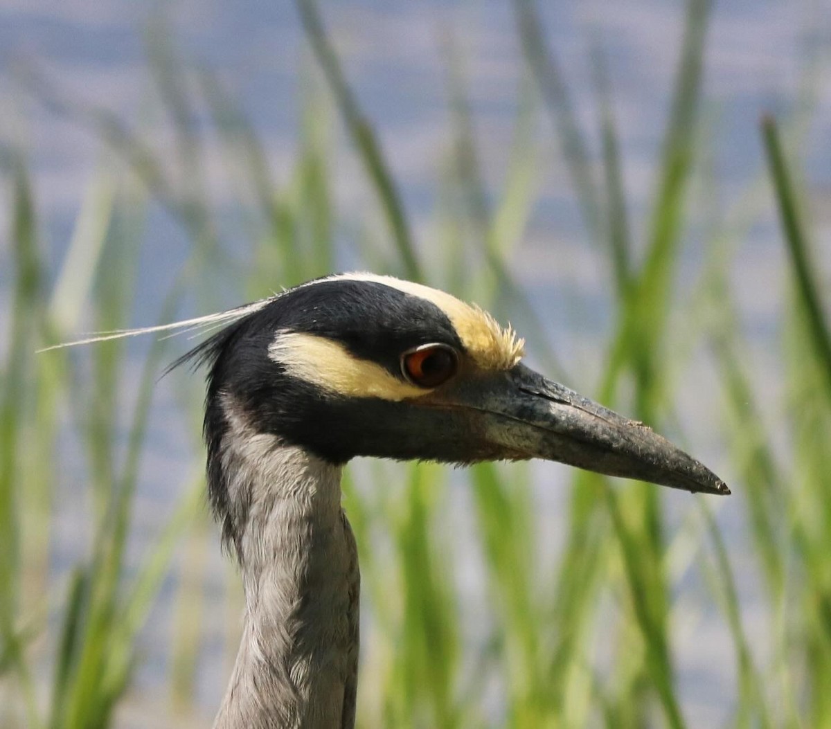 Yellow-crowned Night Heron - ML620551805