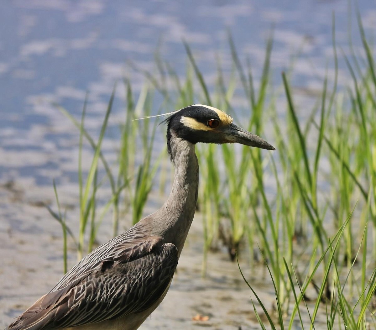 Yellow-crowned Night Heron - ML620551806