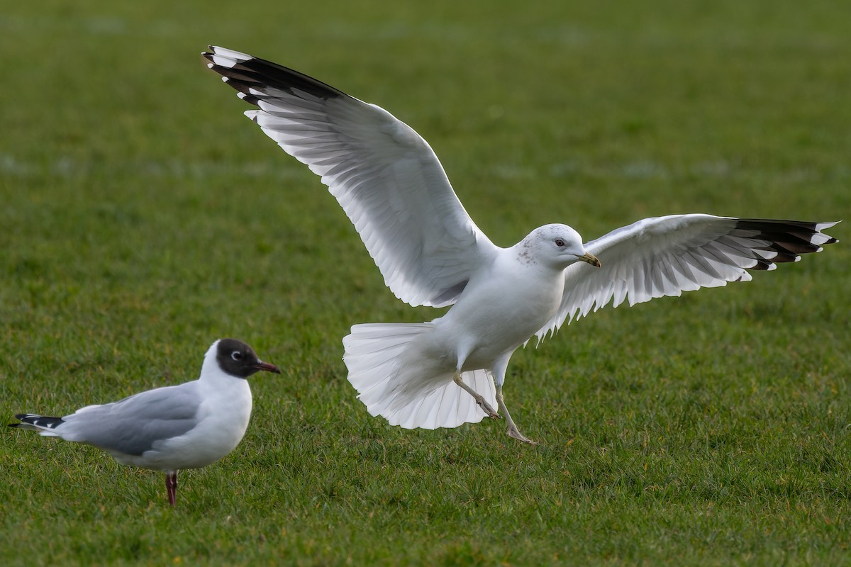 Common Gull - ML620551816