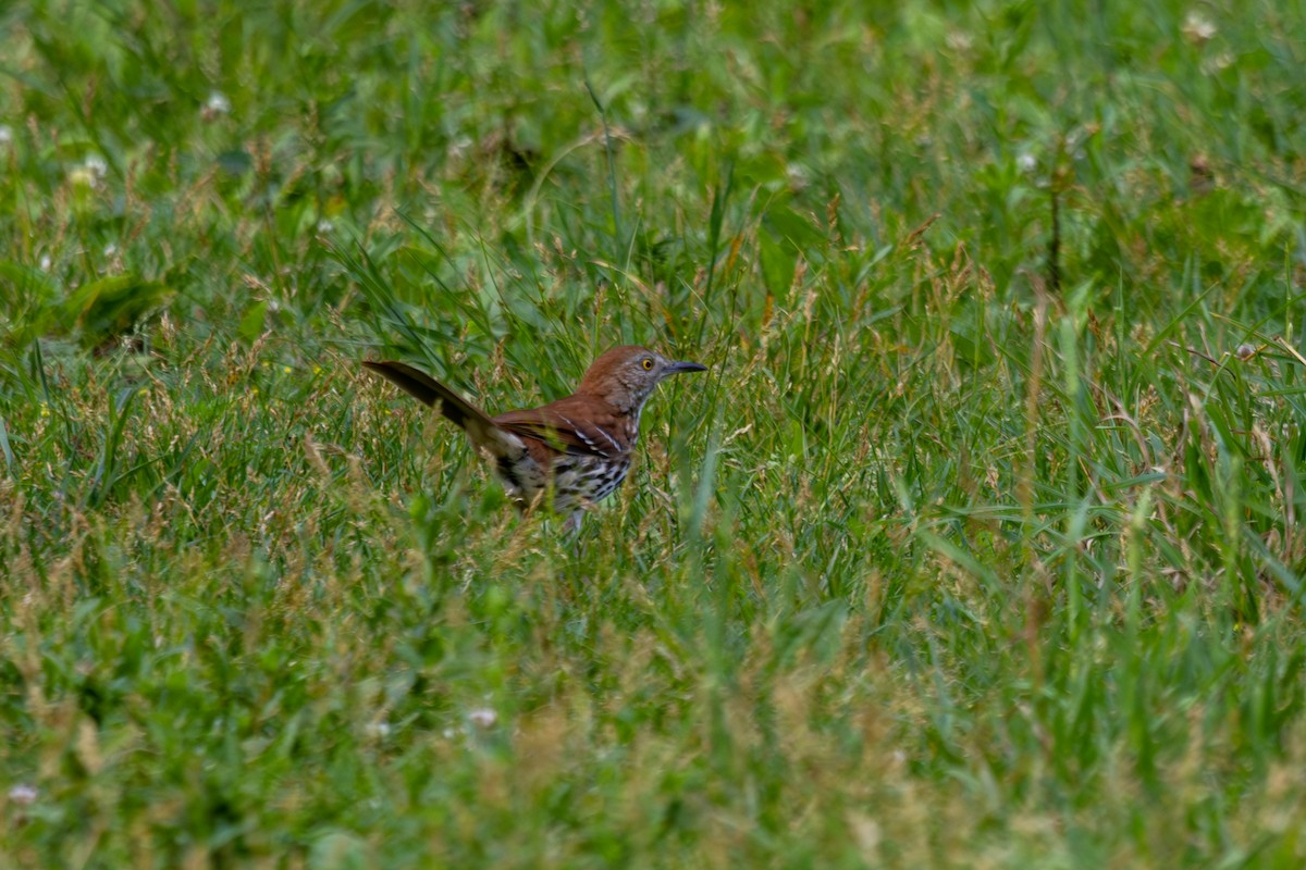 Brown Thrasher - ML620551818