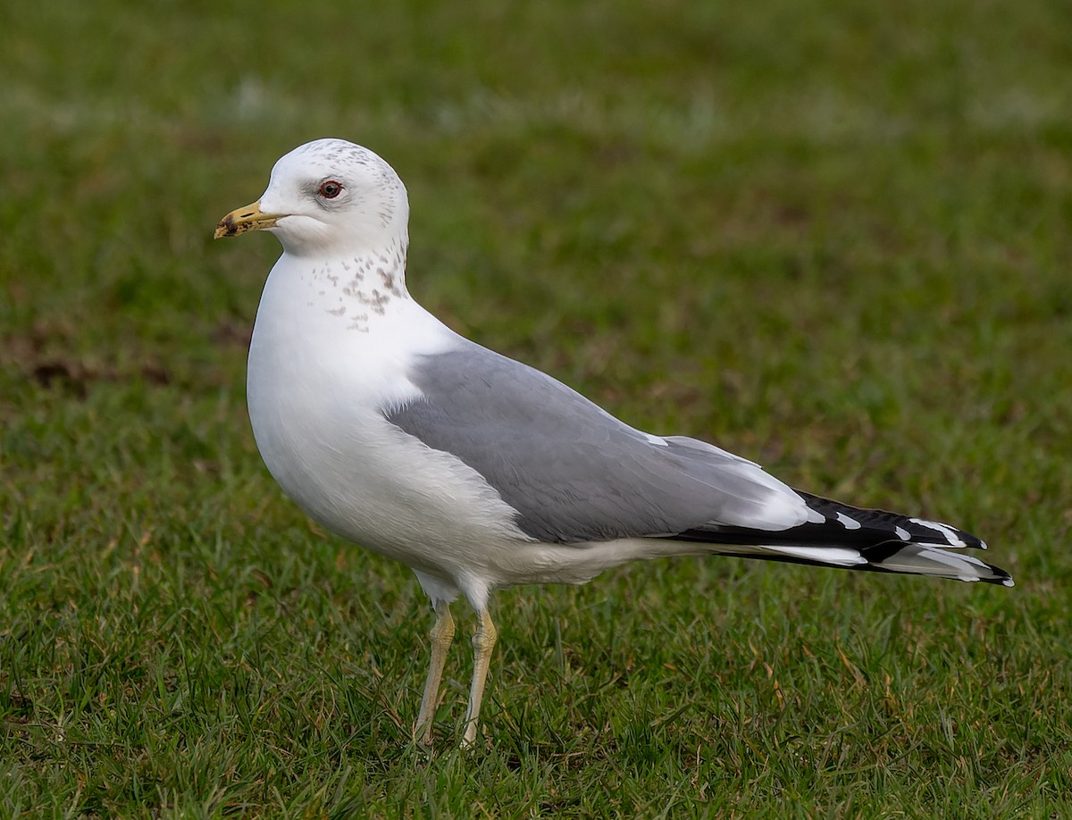 Goéland cendré - ML620551824