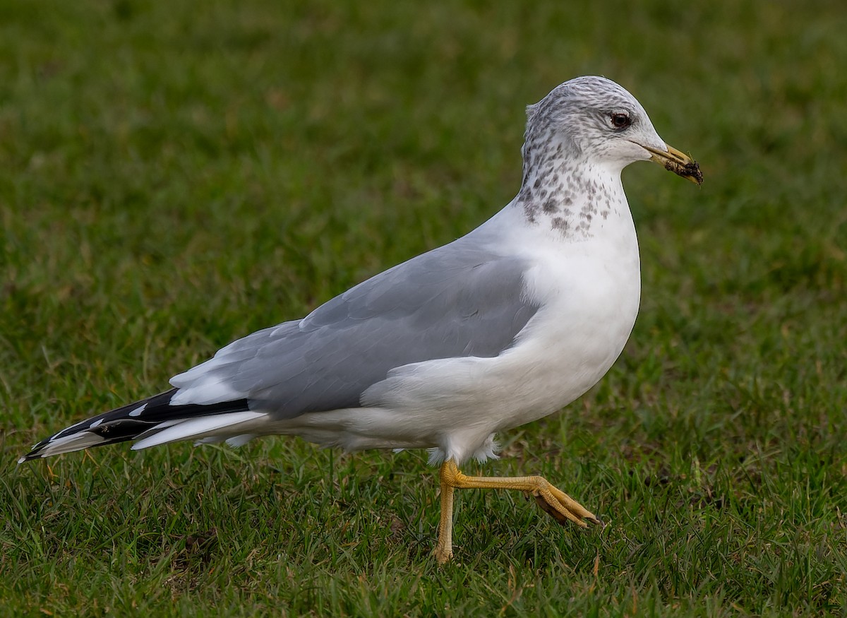 Common Gull - ML620551825