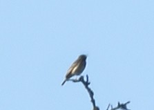 Robin à flancs roux - ML620551843