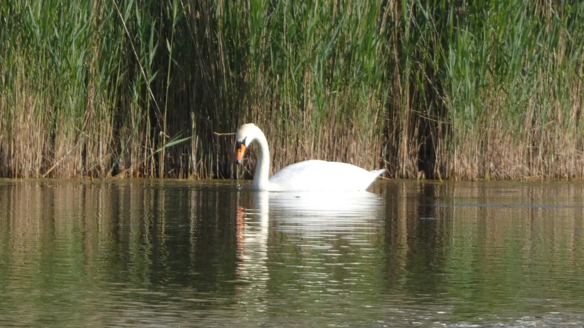 Mute Swan - Malini Kaushik