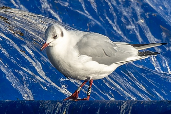 Mouette rieuse - ML620551854