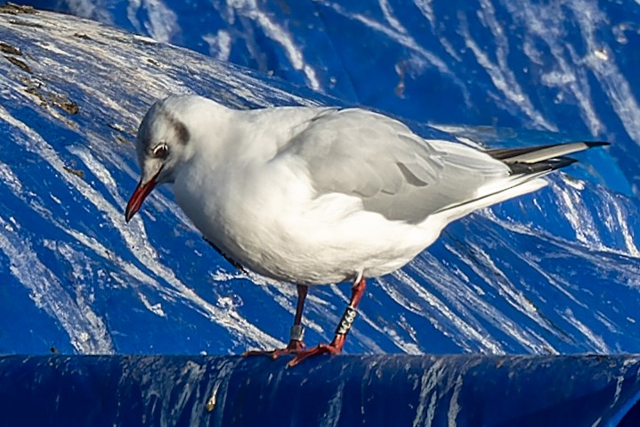 Mouette rieuse - ML620551855