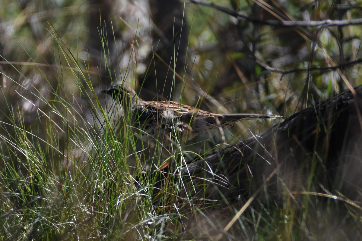 Spotted Quail-thrush - ML620551874