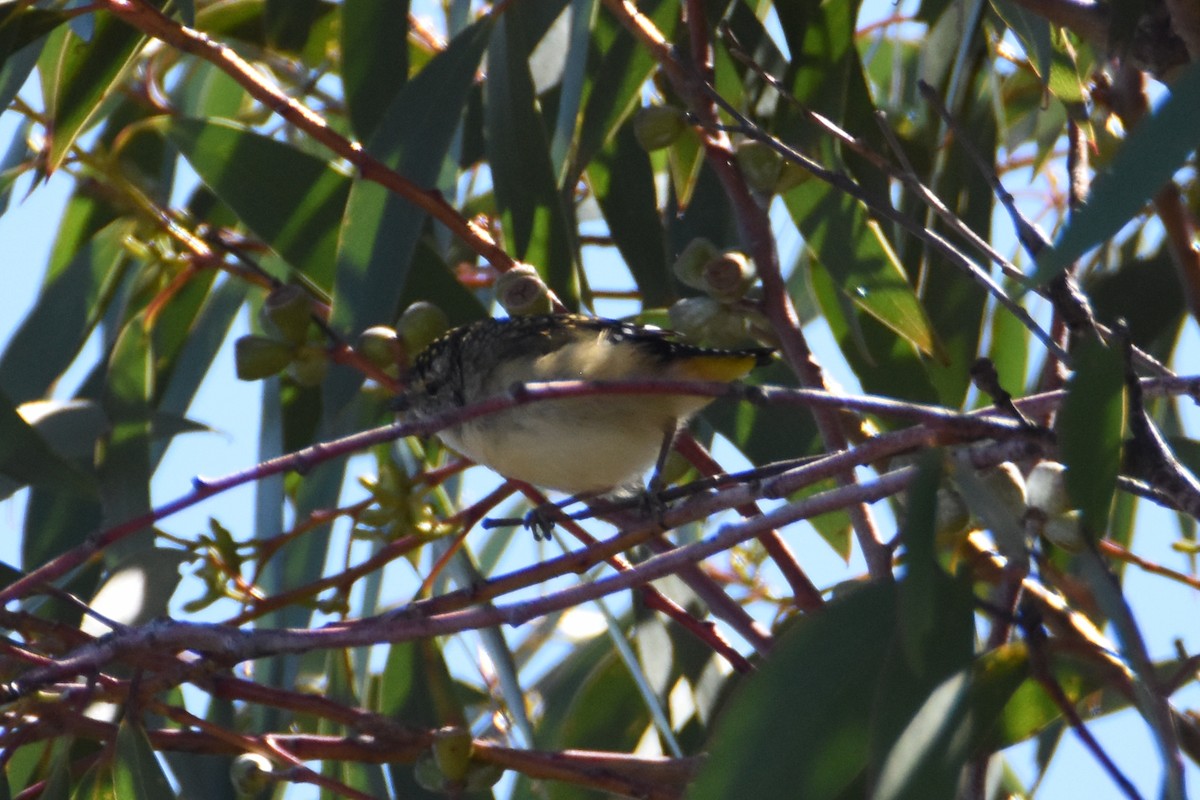 Spotted Pardalote - ML620551887