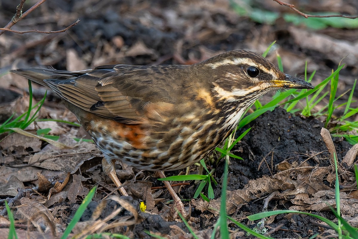 Redwing - ML620551889