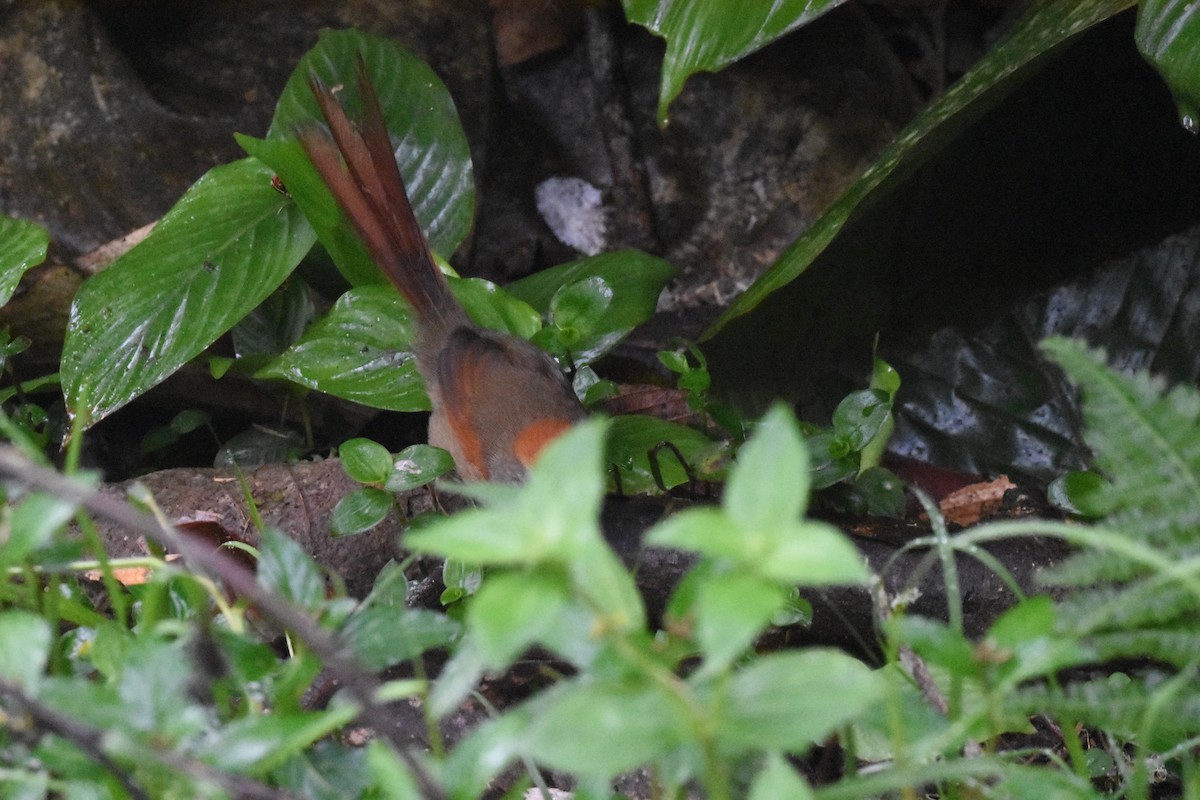 Azara's Spinetail - Jerry Davis