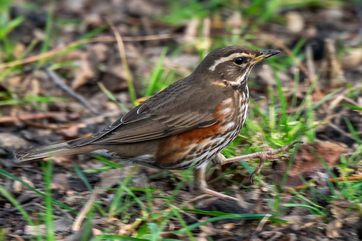 Redwing - ML620551899