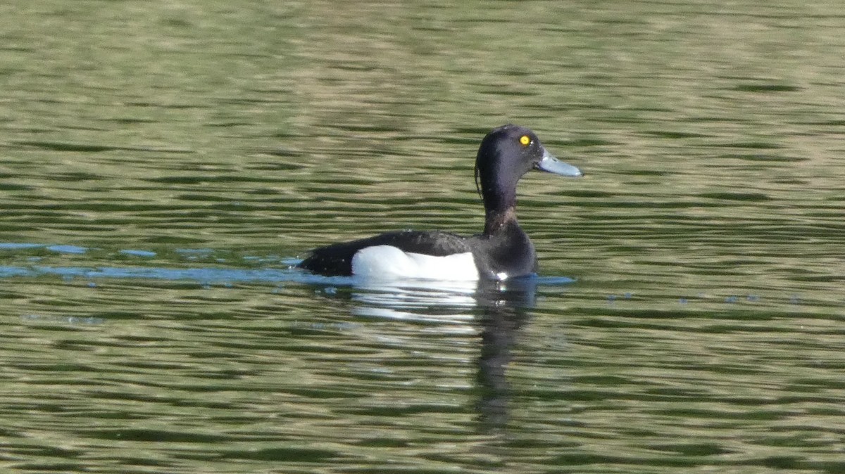 Tufted Duck - ML620551900