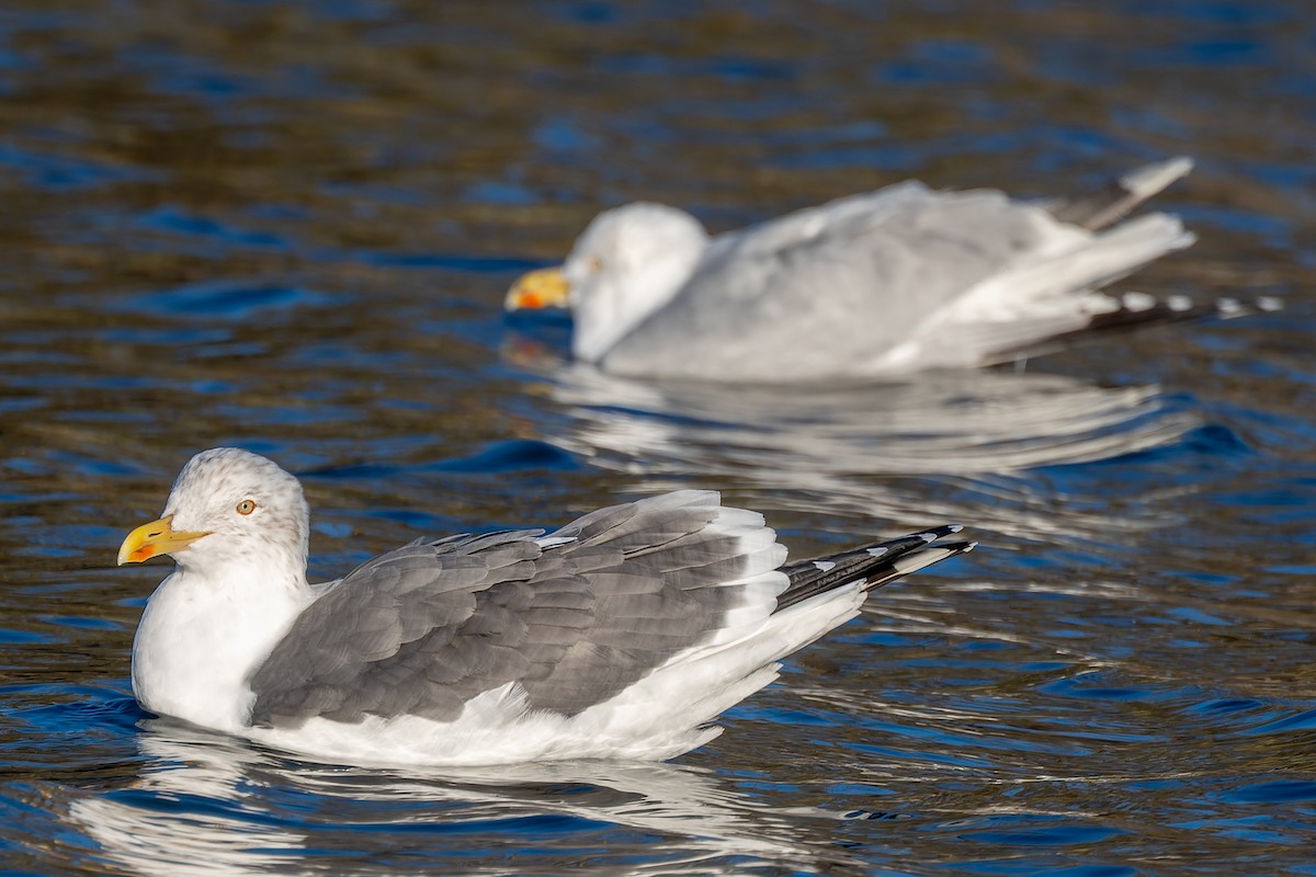 Herring x Lesser Black-backed Gull (hybrid) - ML620551909