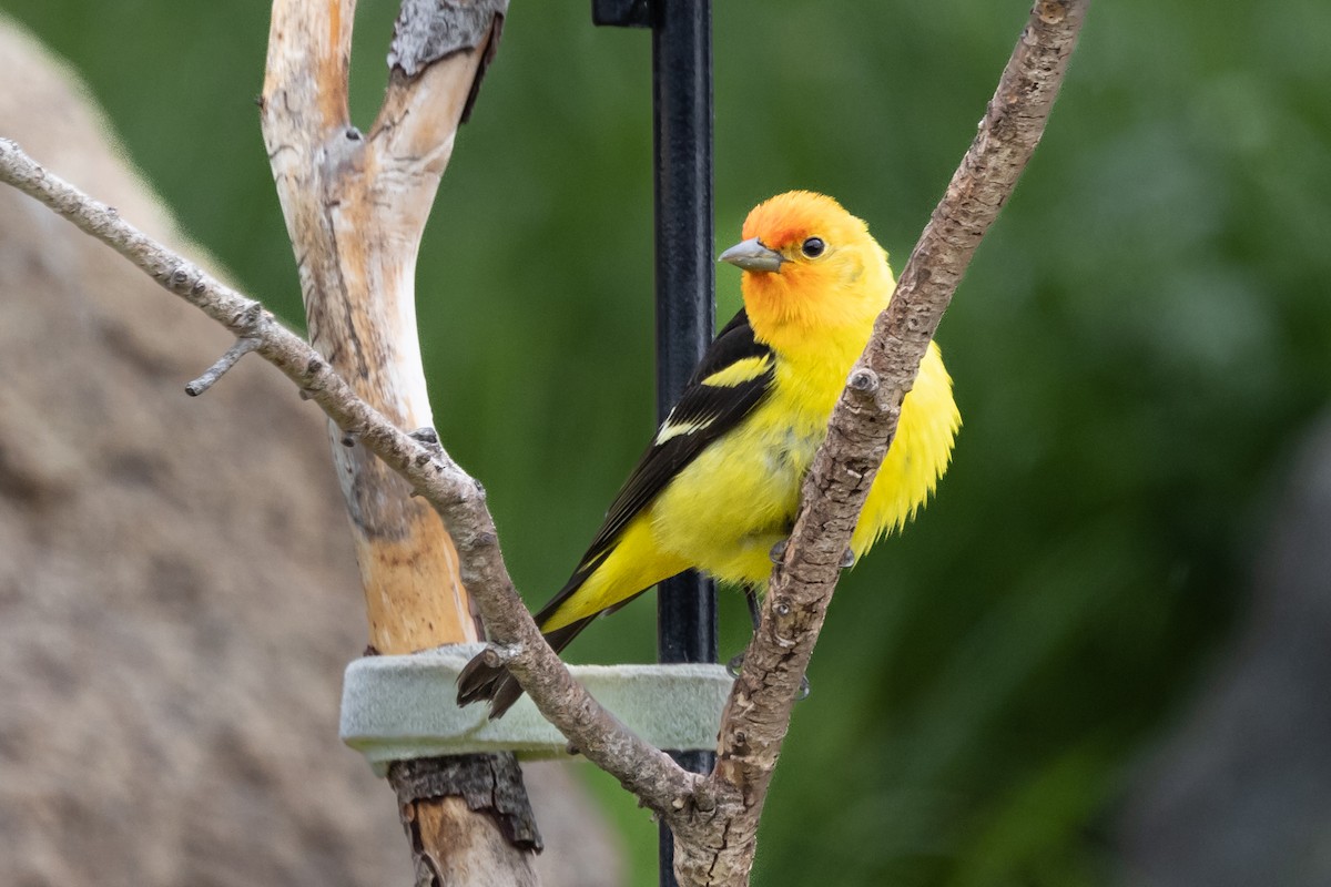 Western Tanager - ML620551911