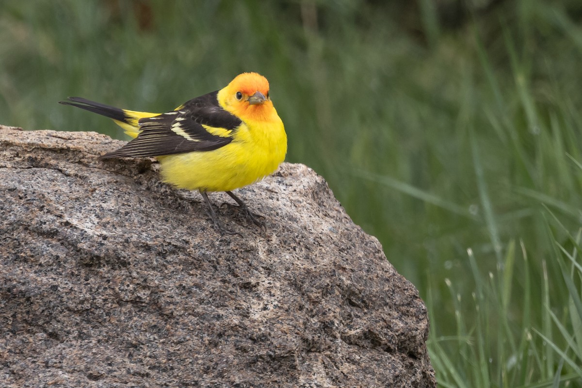 Western Tanager - ML620551913