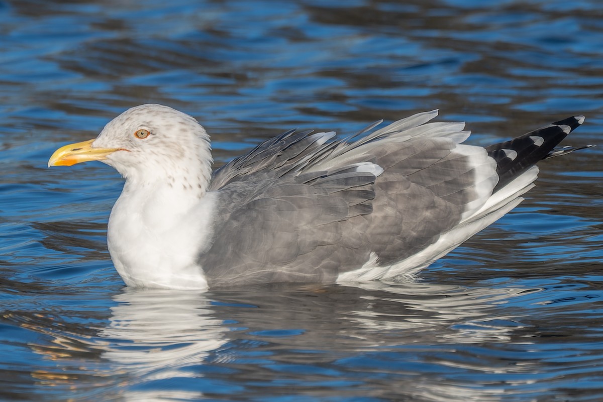 Herring x Lesser Black-backed Gull (hybrid) - ML620551914