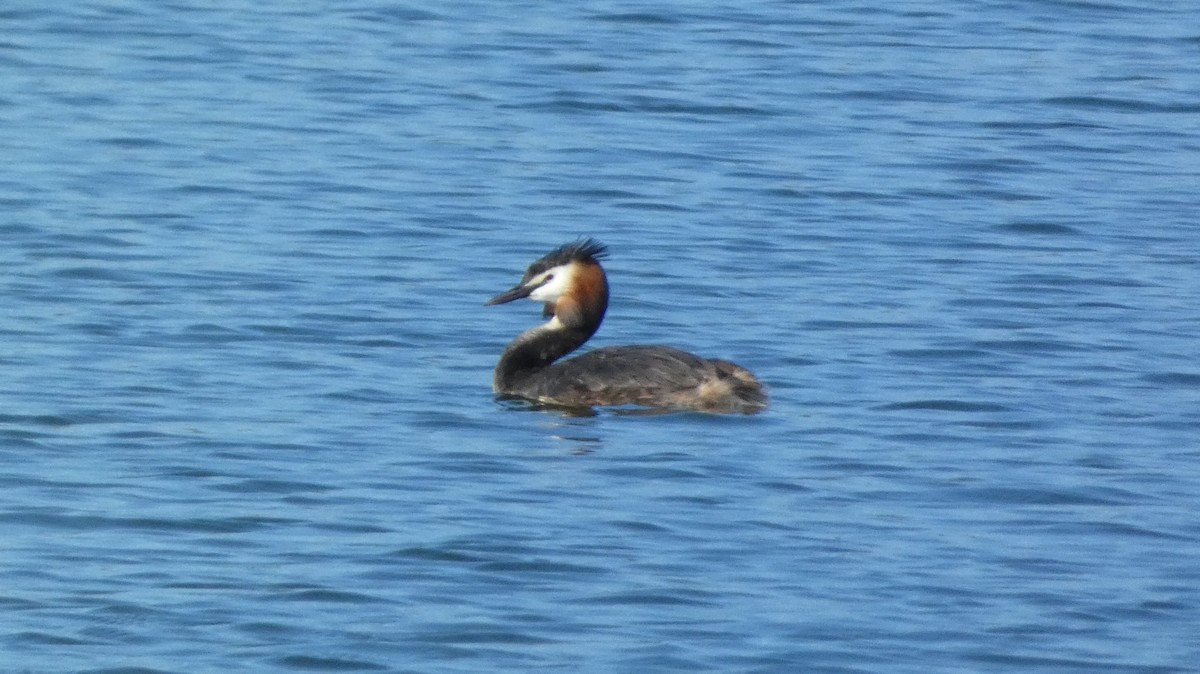 Great Crested Grebe - ML620551917