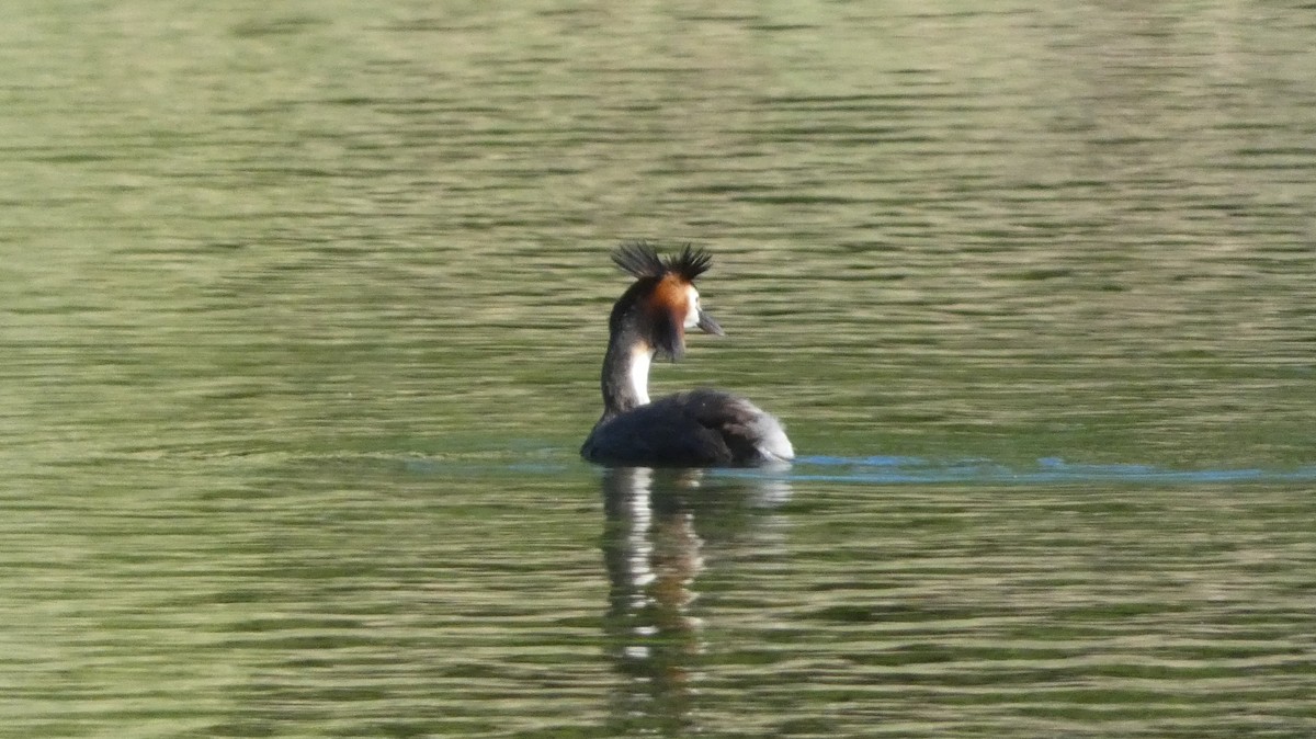 Great Crested Grebe - ML620551918