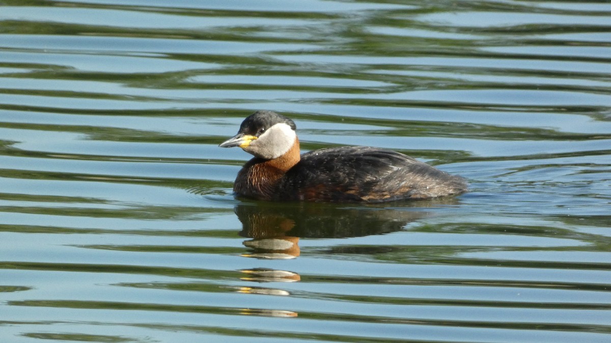 Red-necked Grebe - ML620551923