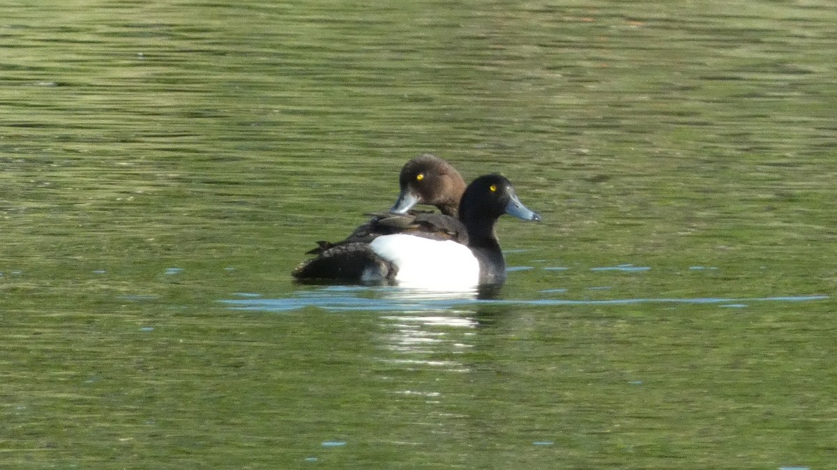 Tufted Duck - ML620551930