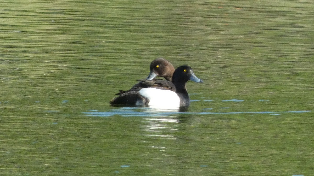 Tufted Duck - Malini Kaushik