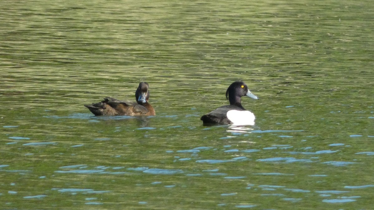 Tufted Duck - ML620551931