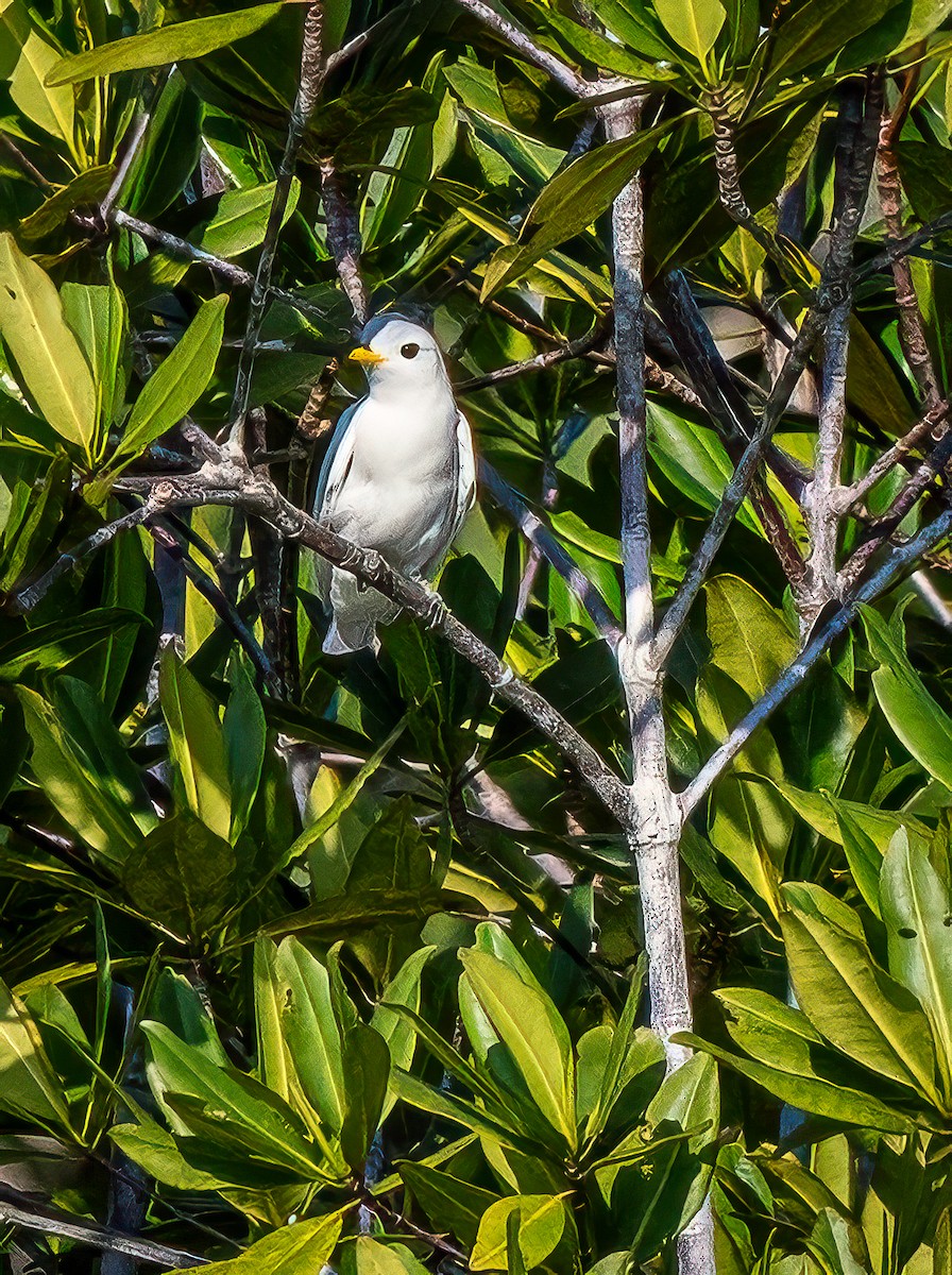 Yellow-billed Cotinga - ML620551938