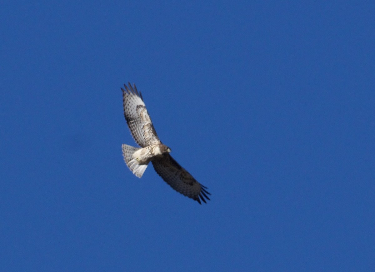 Red-tailed Hawk - ML620551977