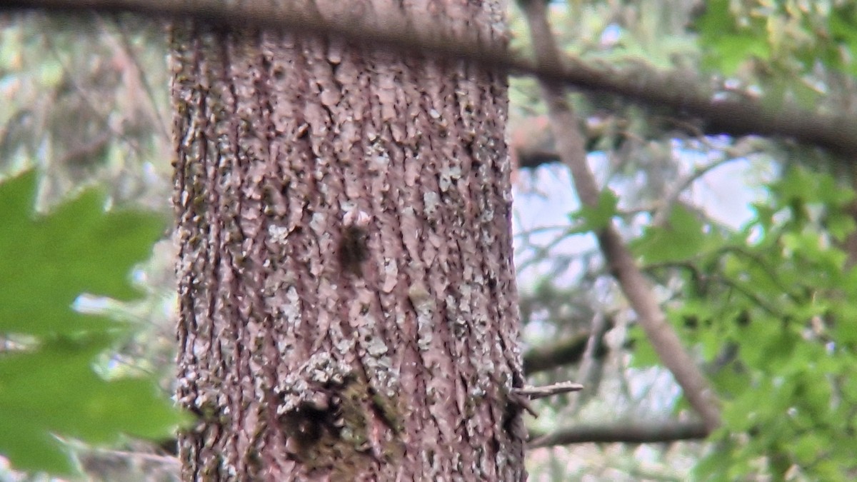 Brown Creeper - ML620551989