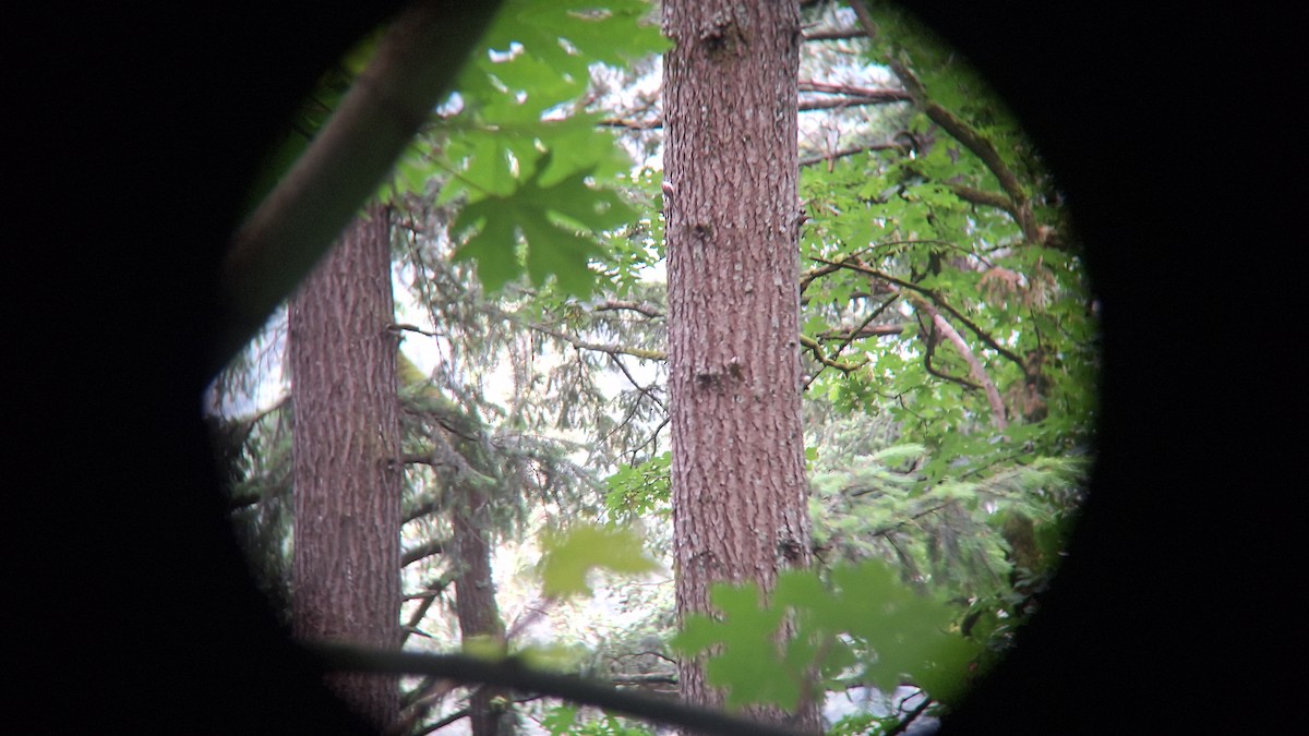 Brown Creeper - david featherbird