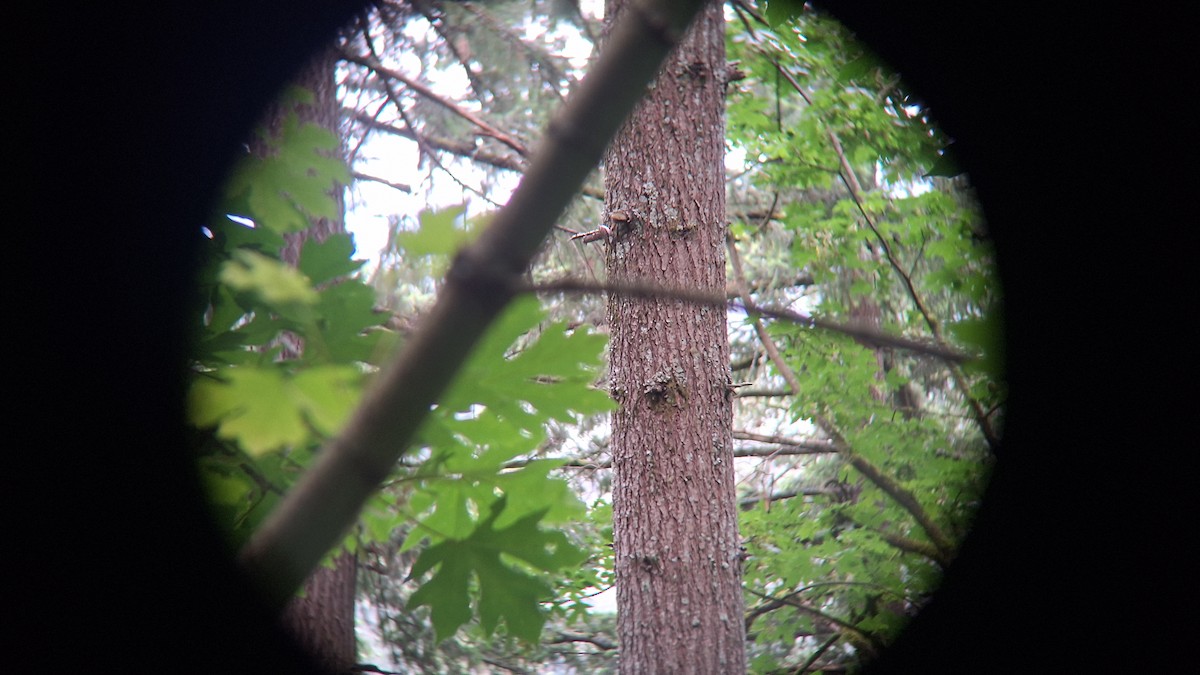 Brown Creeper - ML620551991