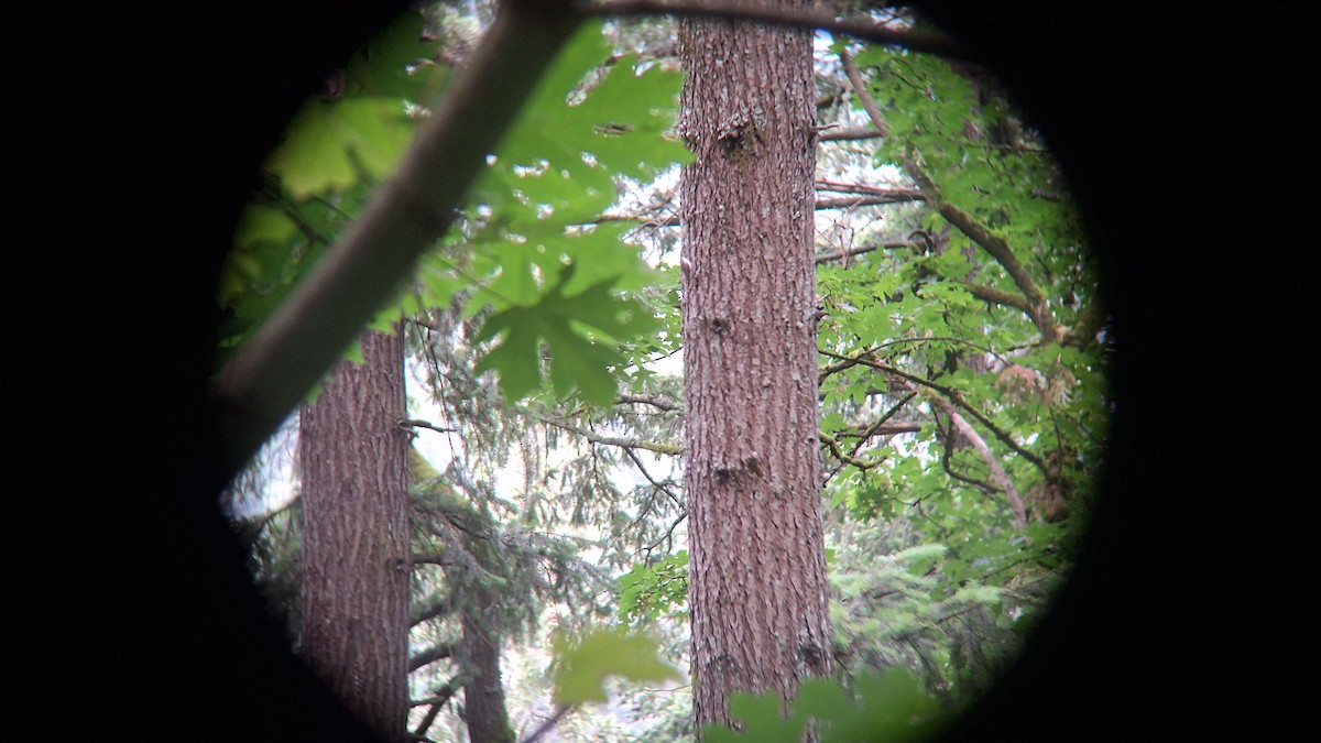 Brown Creeper - ML620551992